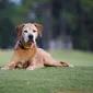 Foto's kind en hond bij Mswati's