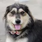 Foto's kind en hond bij Mswati's