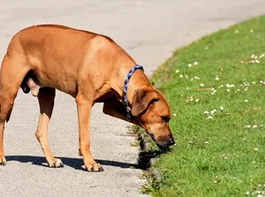 Kind en hond