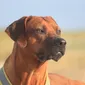 Foto's kind en hond bij Mswati's