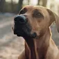 Foto's kind en hond bij Mswati's