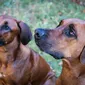 Foto's Mswati's pups