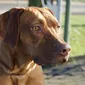Foto's Mswati's pups