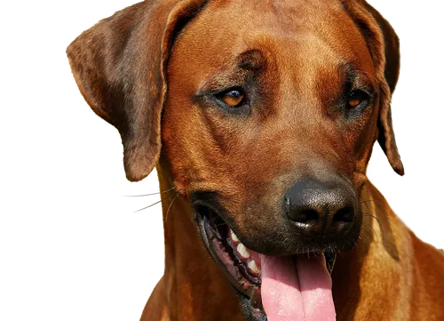 Rhodesian Ridgebacks van Kennel Mswati's