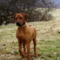 Foto's kind en hond bij Mswati's