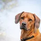 Foto's kind en hond bij Mswati's