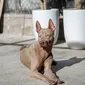Foto's kind en hond bij Mswati's