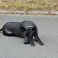 Foto's kind en hond bij Mswati's