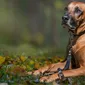 Foto's Mswati's pups