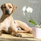 Foto's Mswati's pups