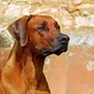 Foto's Mswati's Tashi