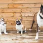 Foto's Mswati's pups