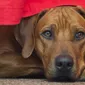 Foto's kind en hond bij Mswati's
